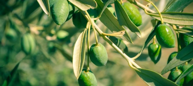 Zeytin yaprağı ile cildinize doğal bakım sağlayın